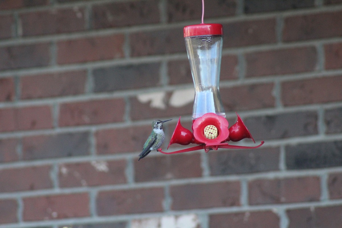 Anna's Hummingbird - ML191424421