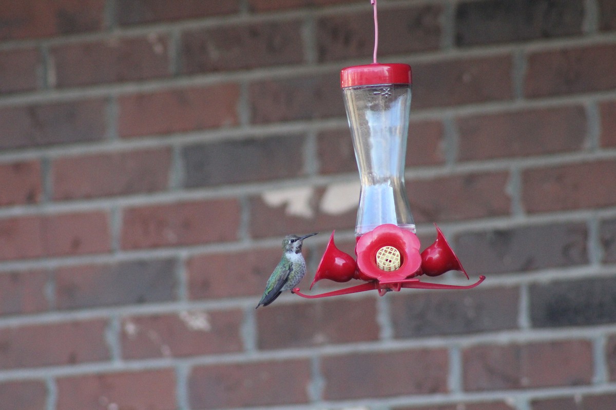 Anna's Hummingbird - ML191424471