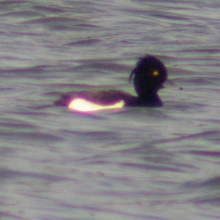 Tufted Duck - Donald Sutherland