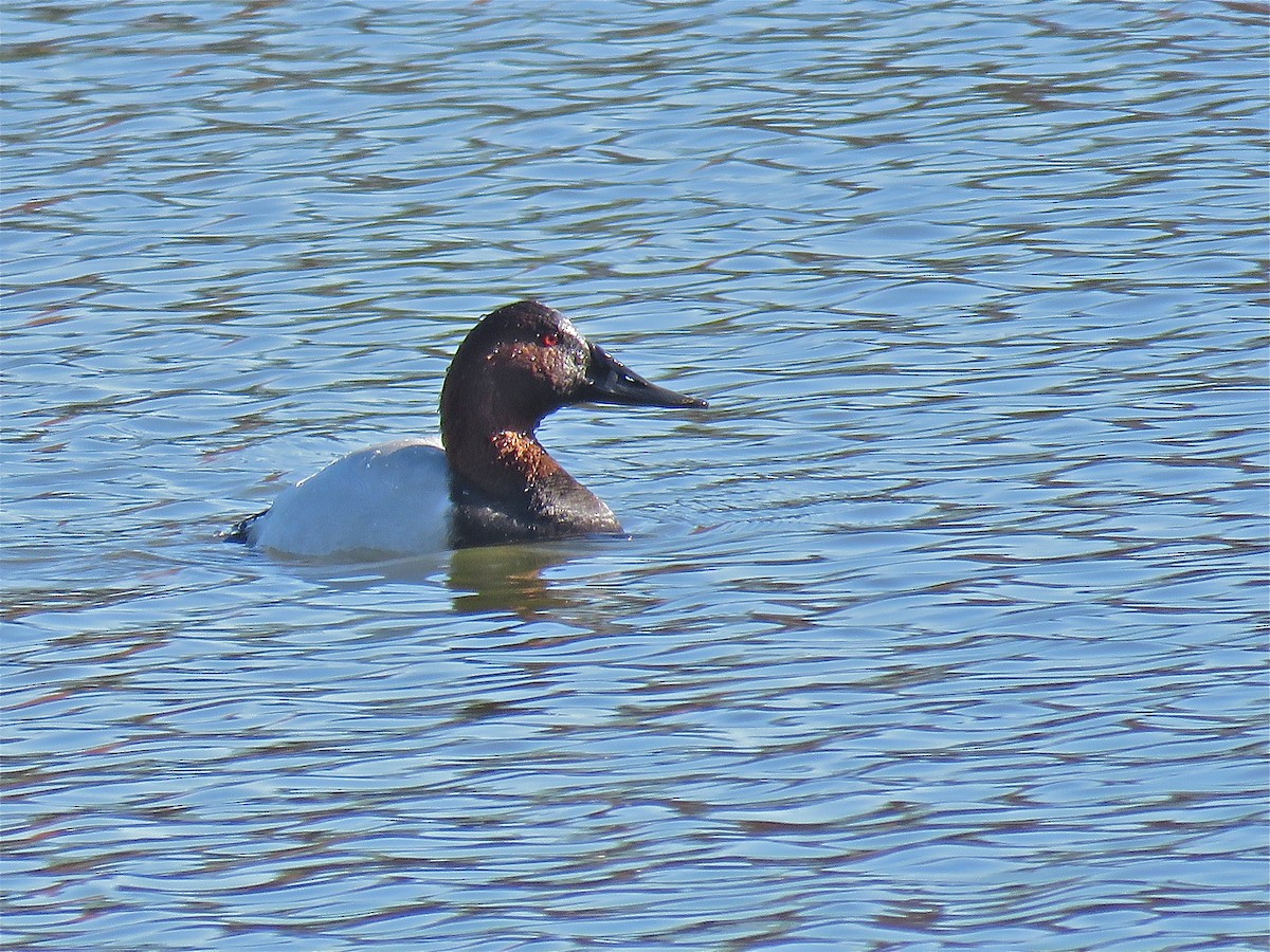 Canvasback - Cherrie Sneed