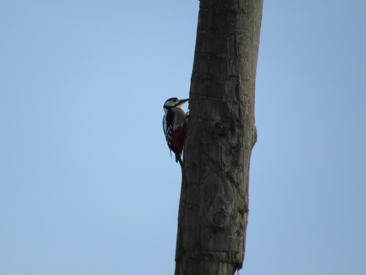 Great Spotted Woodpecker - ML191428371
