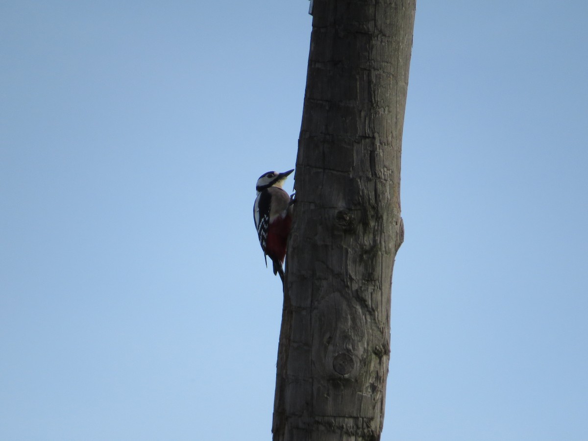 Great Spotted Woodpecker - ML191428381