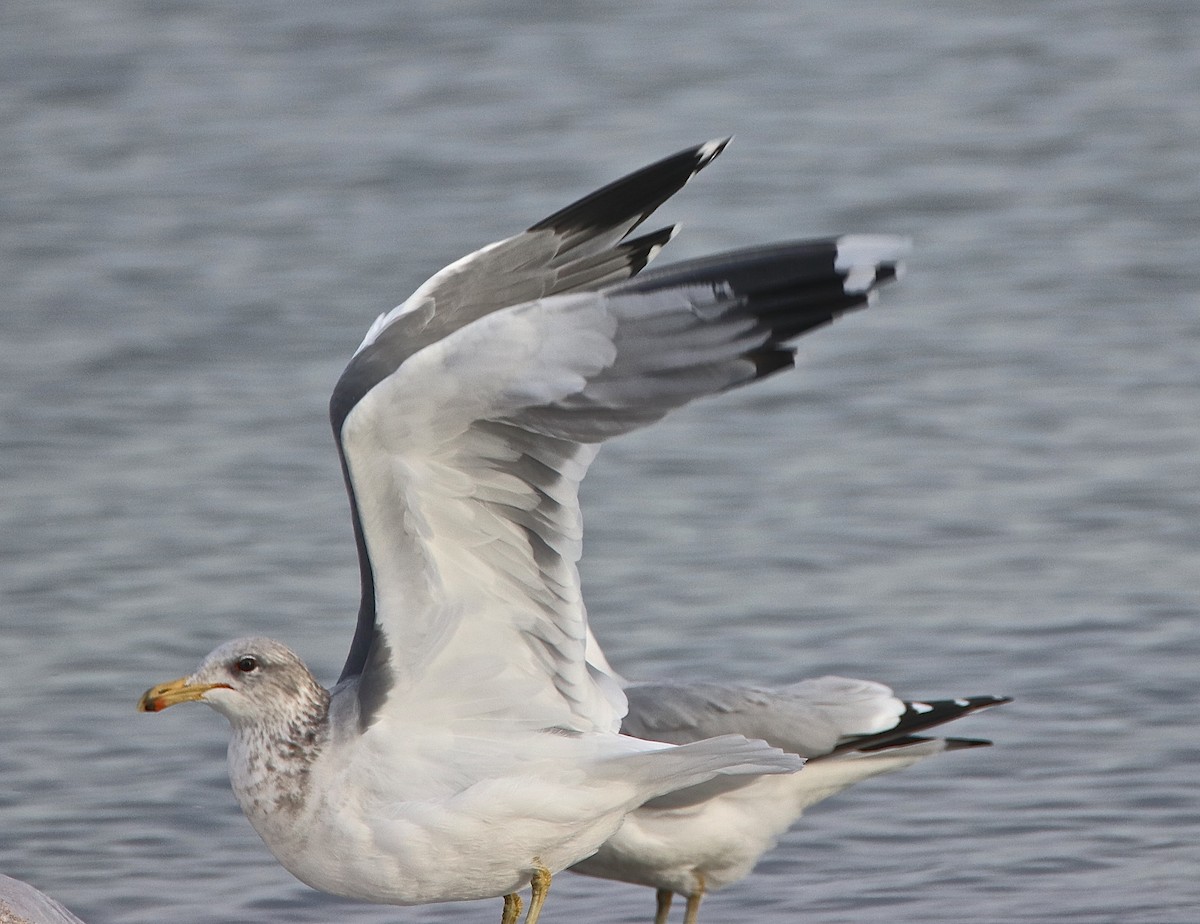 California Gull (albertaensis) - Bob Bidney