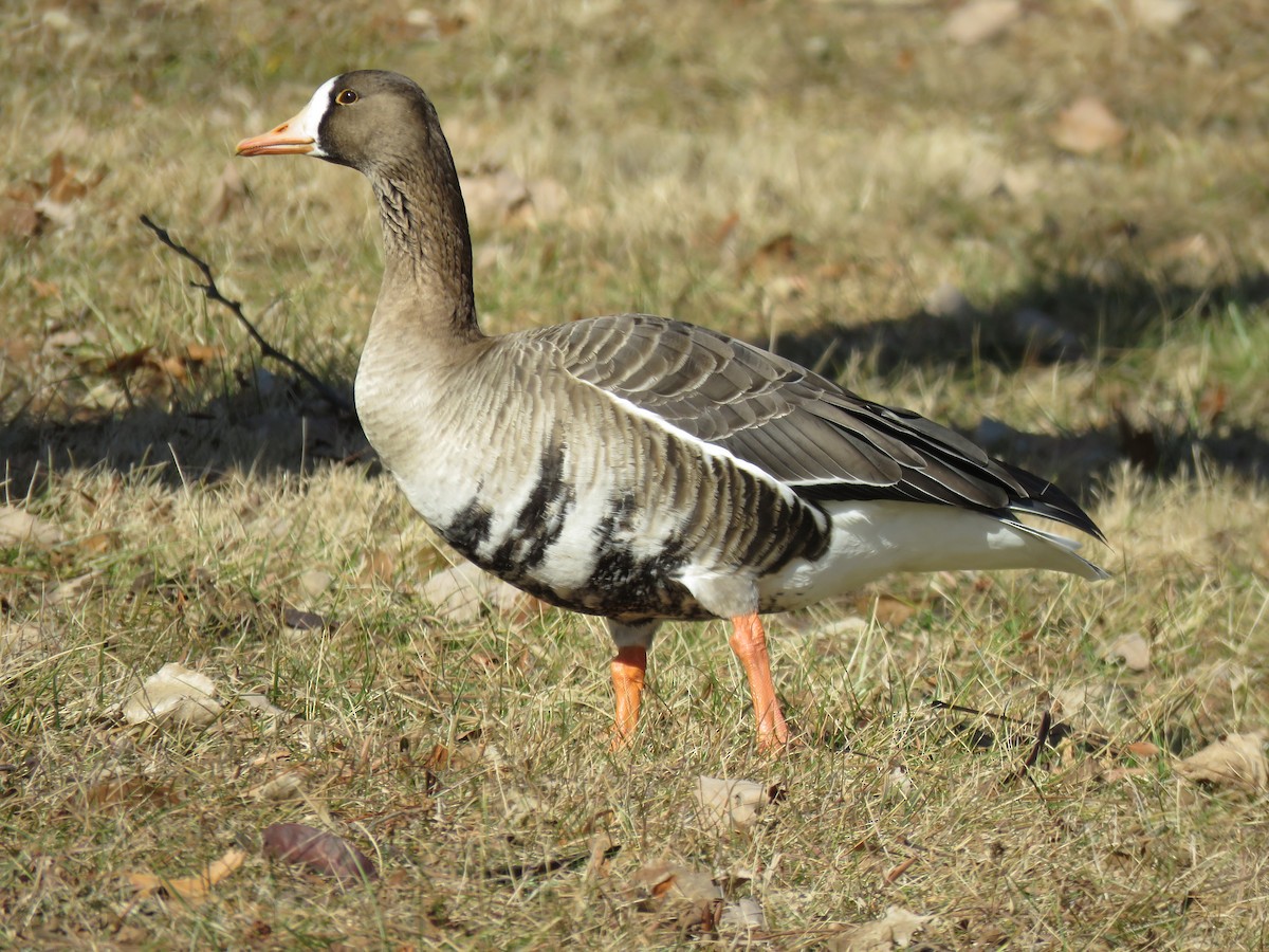 Greater White-fronted Goose - ML191437061