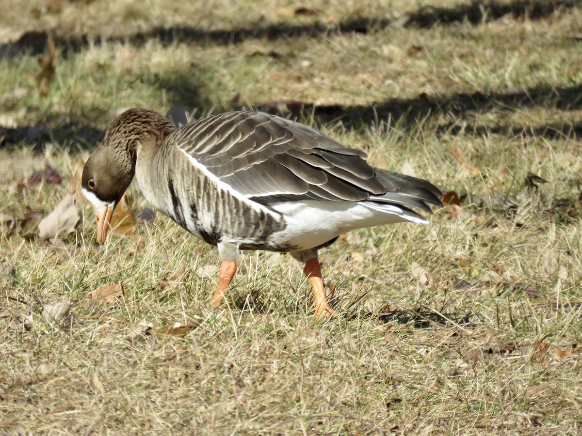 Greater White-fronted Goose - ML191437071