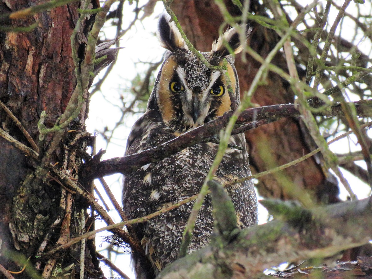 Long-eared Owl - Anonymous