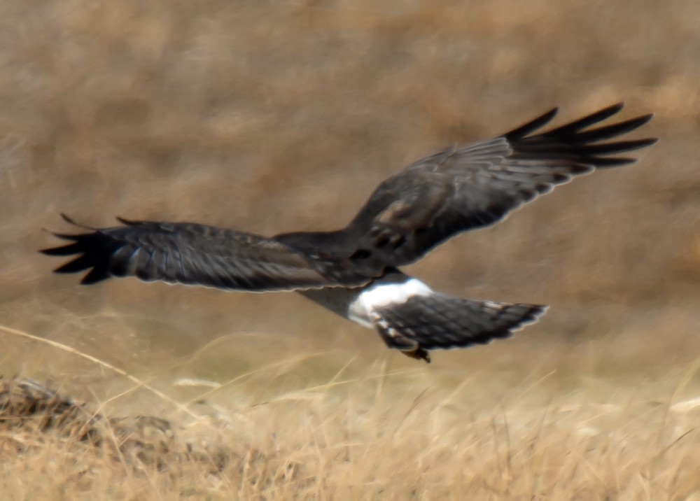 Northern Harrier - Jack and Shirley Foreman