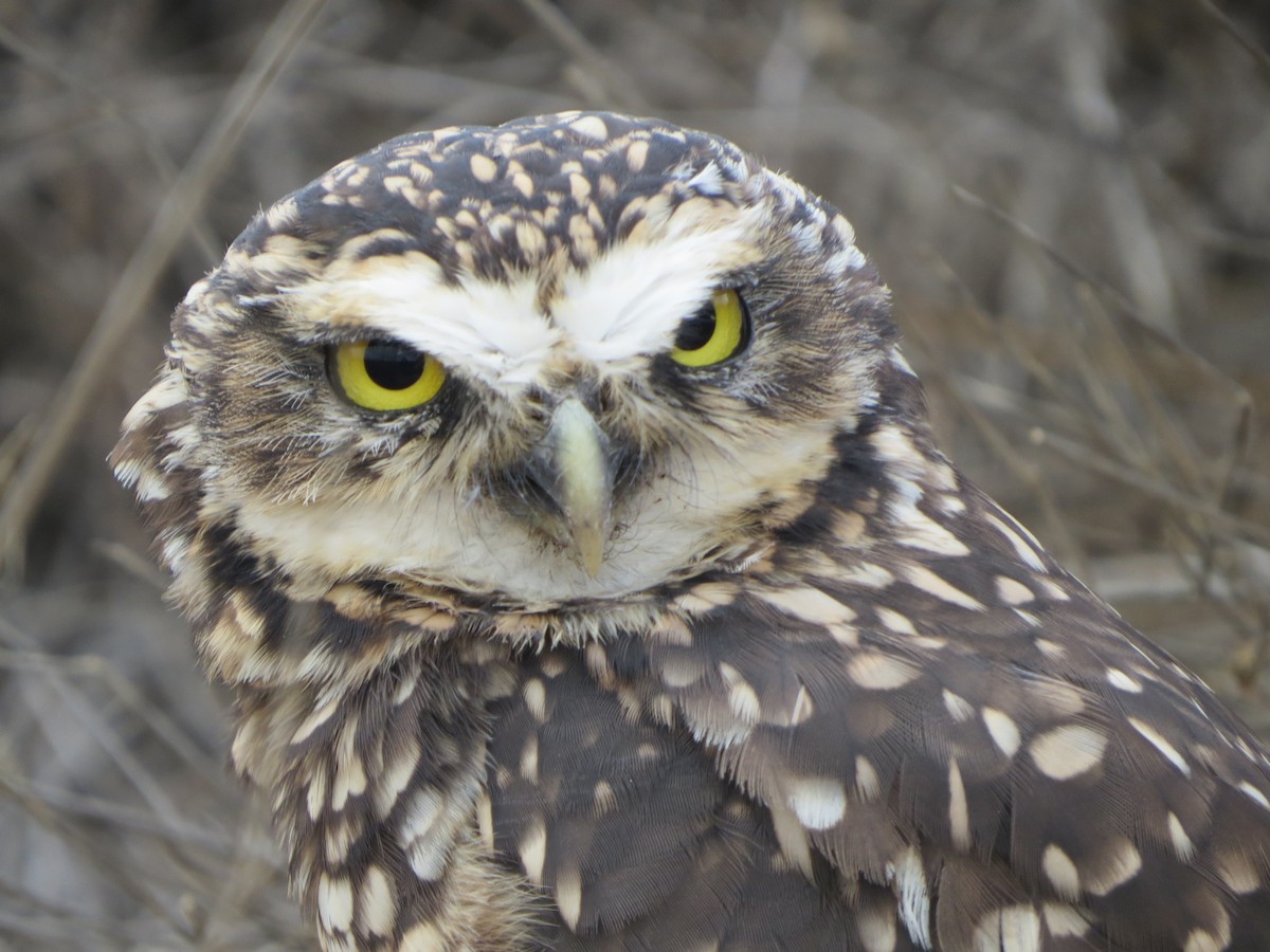 Burrowing Owl - ML191439381