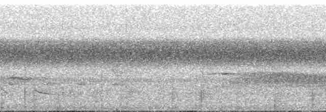 holub ametystový - ML191440