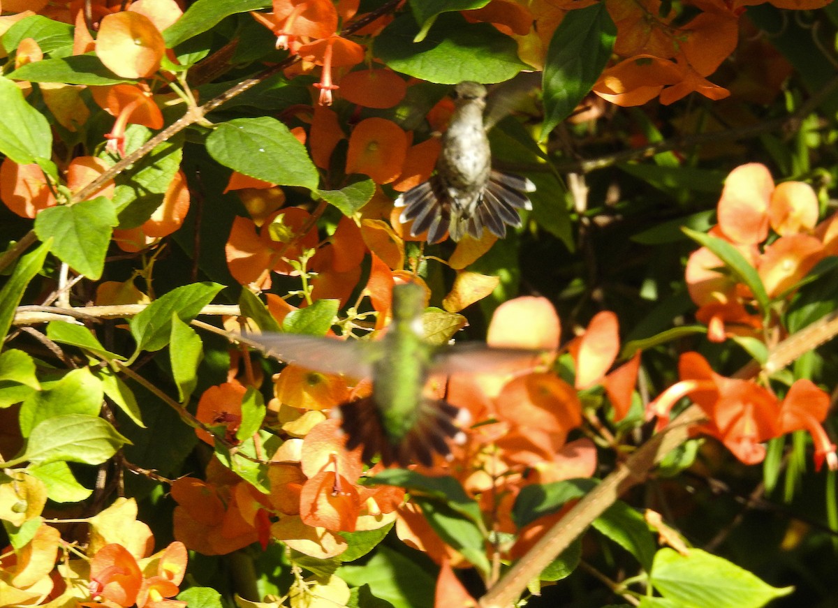 Jamaika Arı Kolibrisi - ML191440021