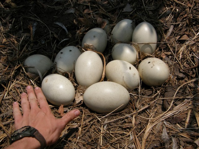 Breeding - Greater Rhea - Rhea americana - Birds of the World