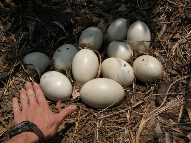 rhea bird eggs