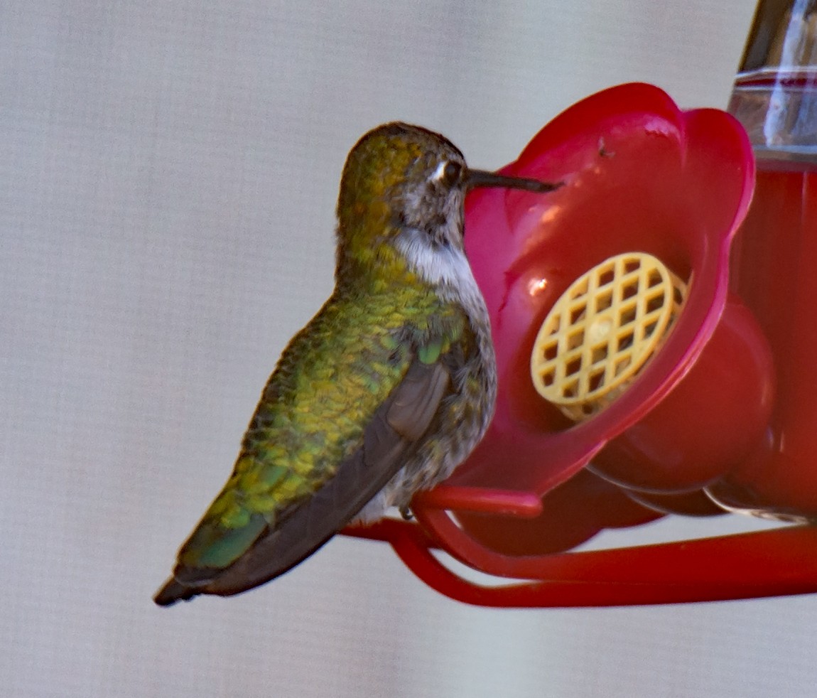 Anna's Hummingbird - ML191443701