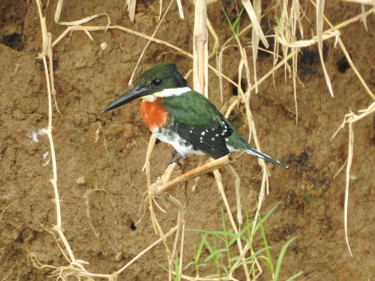 Green Kingfisher - ML191445281