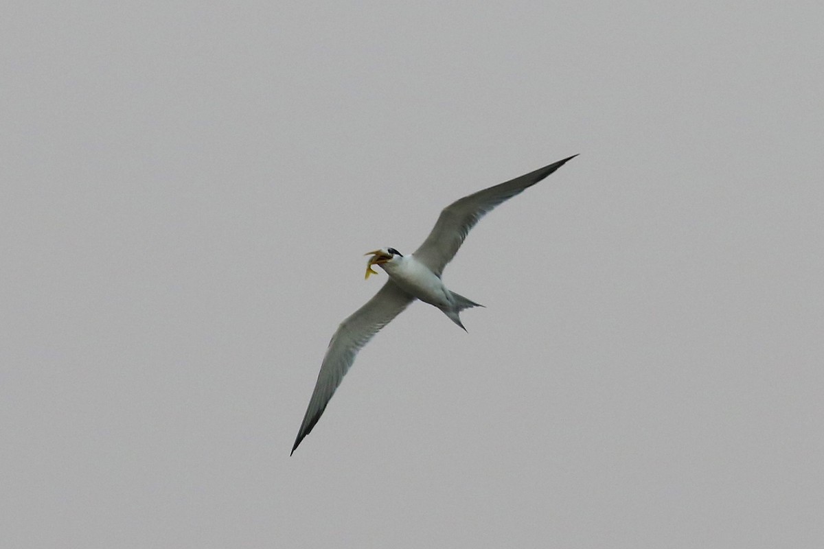 Great Crested Tern - ML191453801