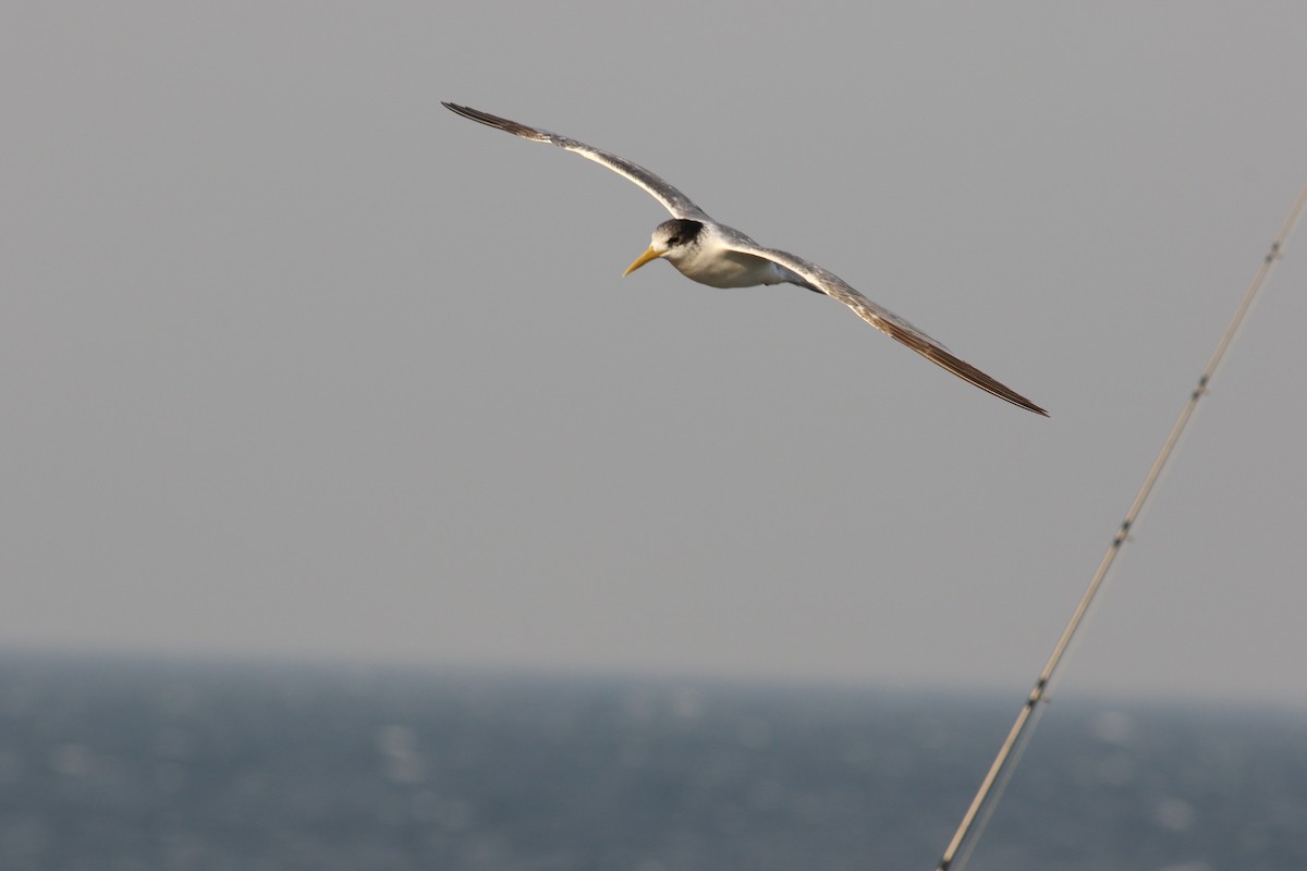 Great Crested Tern - ML191453941