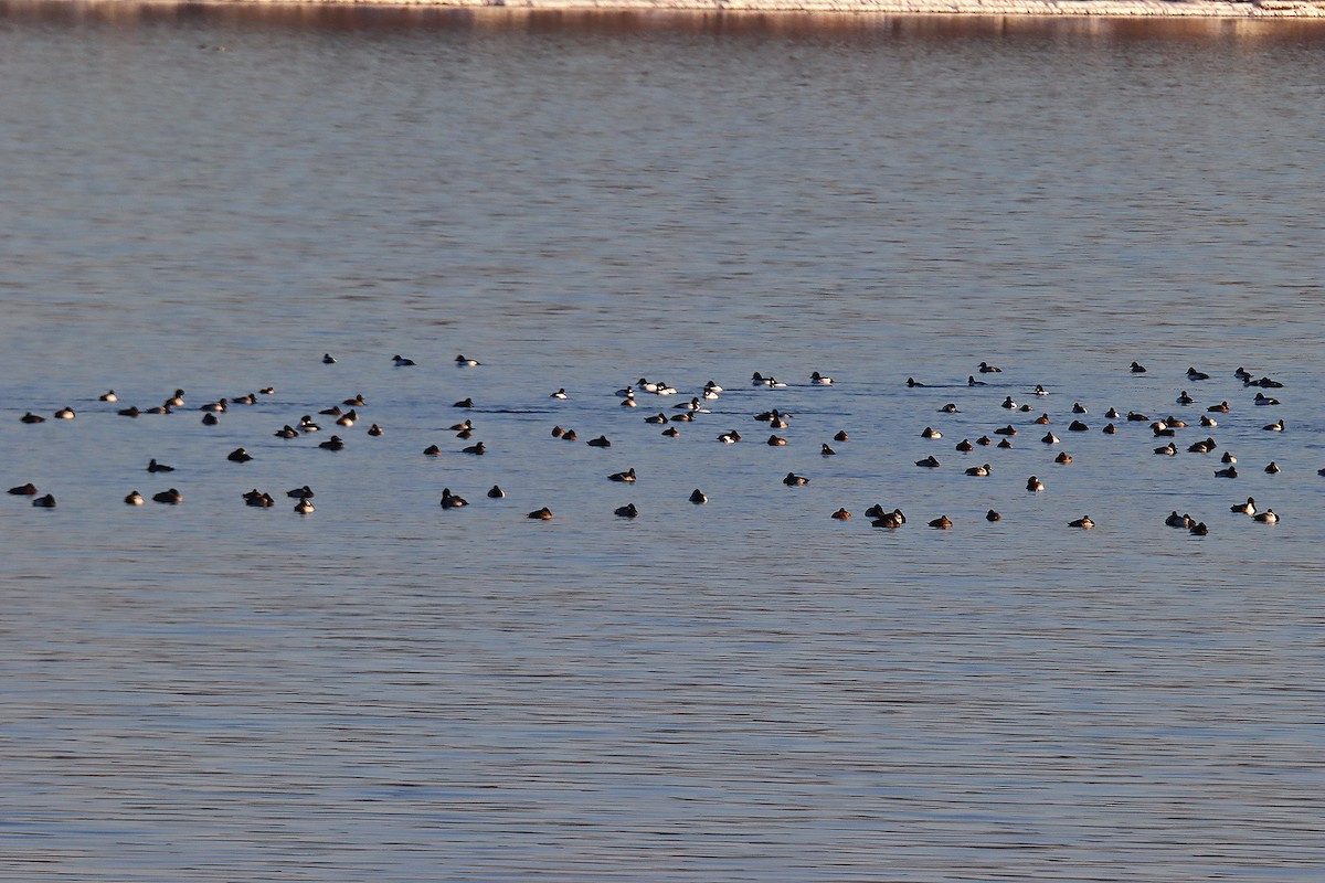 Greater/Lesser Scaup - ML191459531