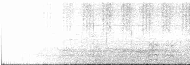 Cassican flûteur (tibicen x telonocua/tyrannica) - ML191461581