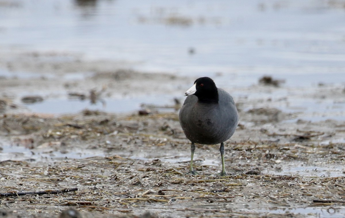 American Coot (Red-shielded) - Jay McGowan
