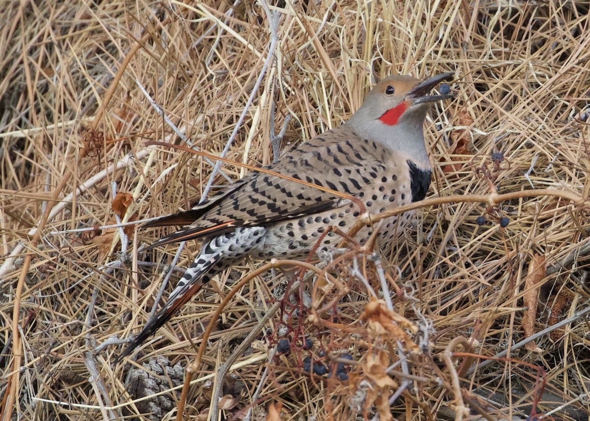 Northern Flicker (Red-shafted) - ML191463551