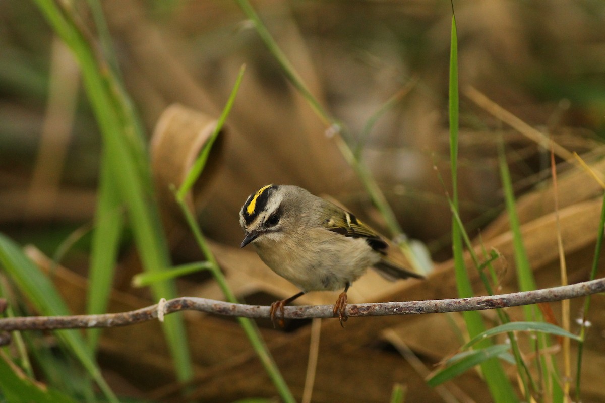 Golden-crowned Kinglet - Justin LeClaire
