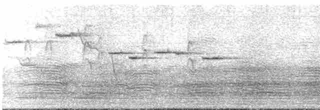 Gray Fantail (alisteri) - ML191469031