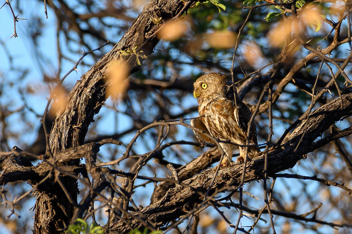 Pearl-spotted Owlet - Stephen Davies