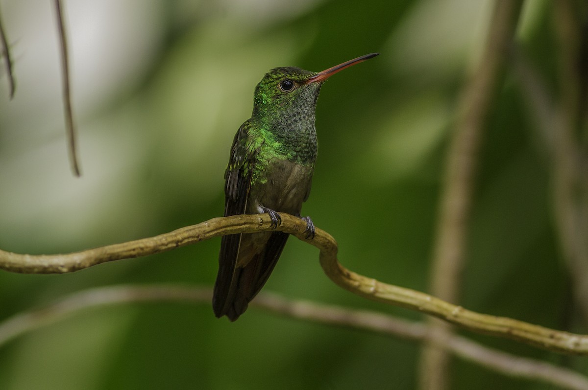 Rufous-tailed Hummingbird - Roni Martinez