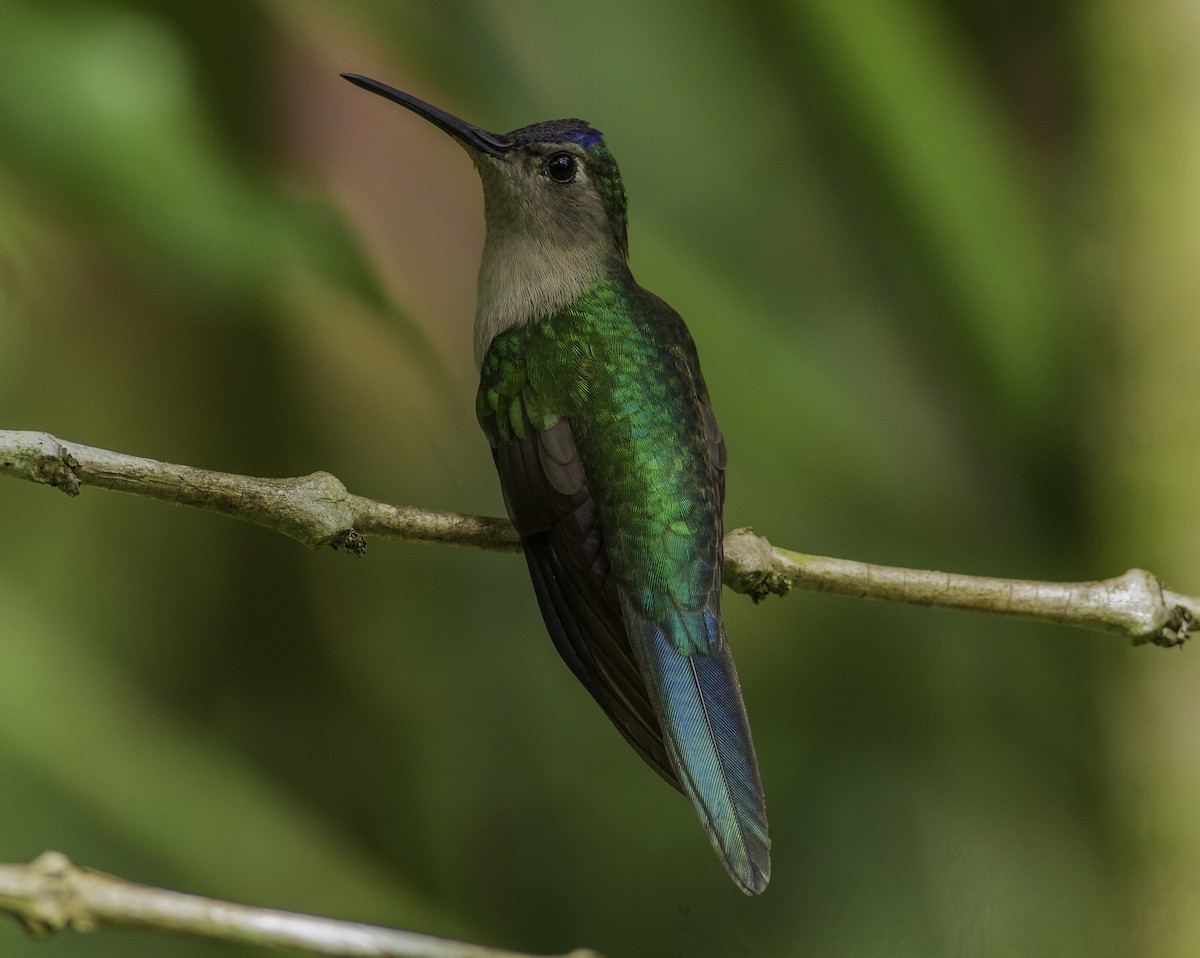 kolibřík klínoocasý - ML191469471
