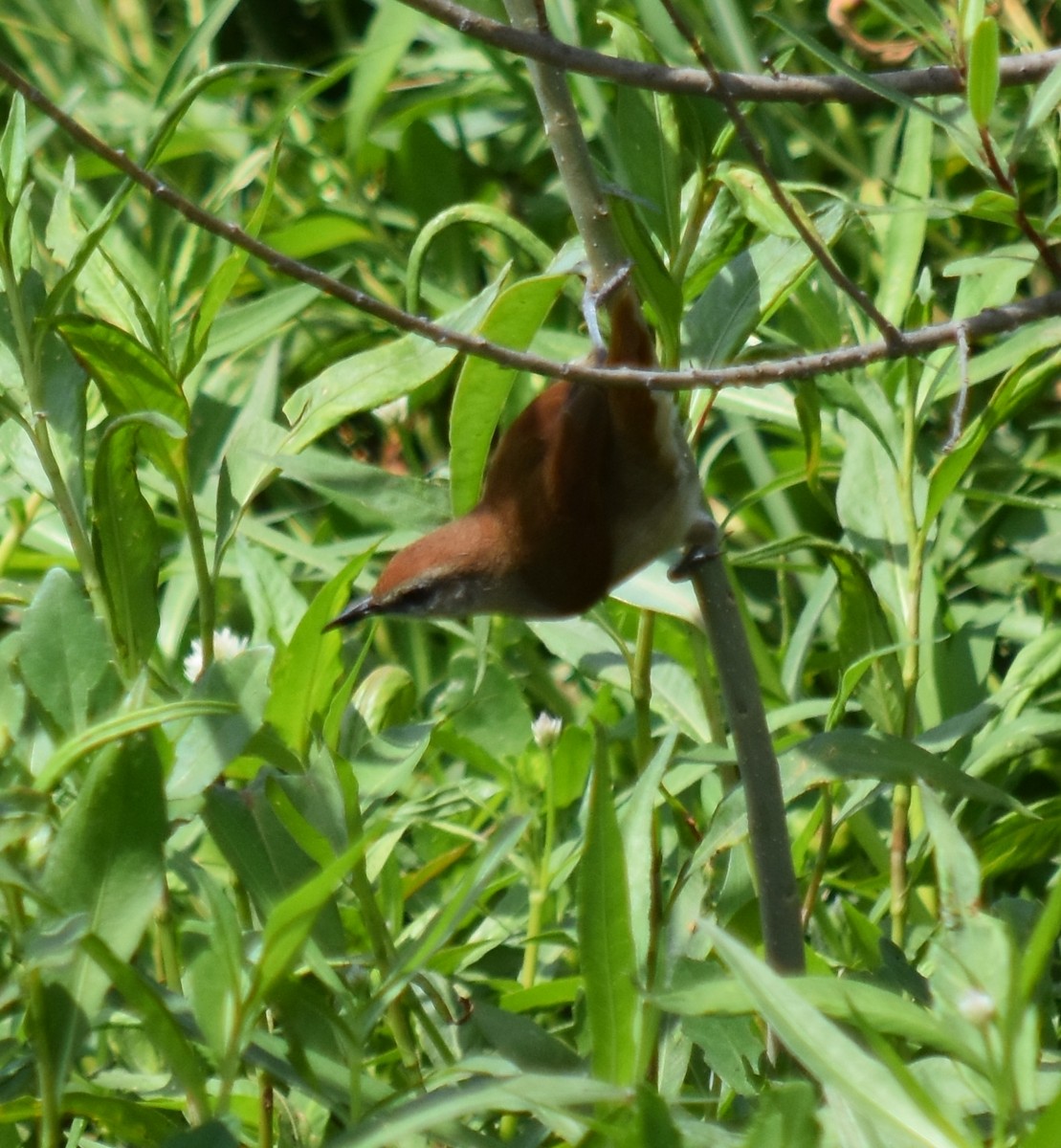Yellow-chinned Spinetail - andres ebel