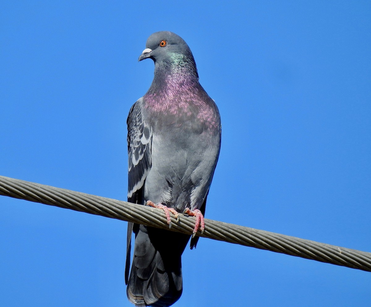 Rock Pigeon (Feral Pigeon) - Van Remsen