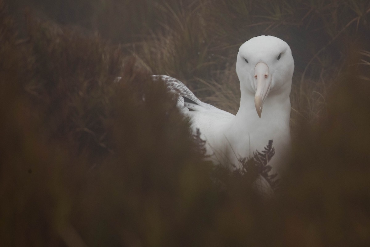 albatros královský - ML191472751