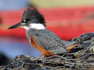 Belted kingfisher • Megaceryle alcyon - Biodiversity of the Central Coast