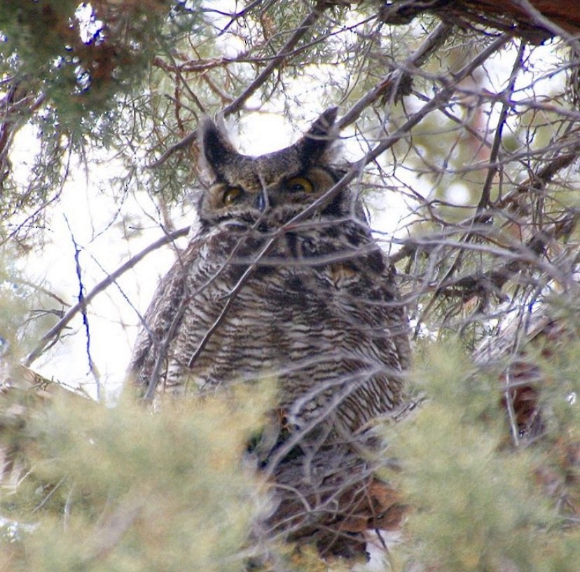 Great Horned Owl - ML191476931