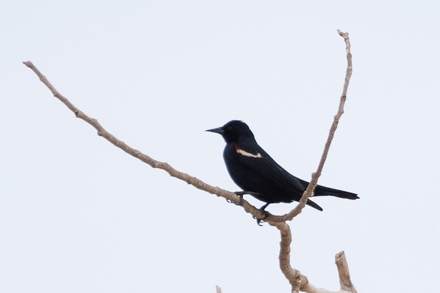 Tricolored Blackbird