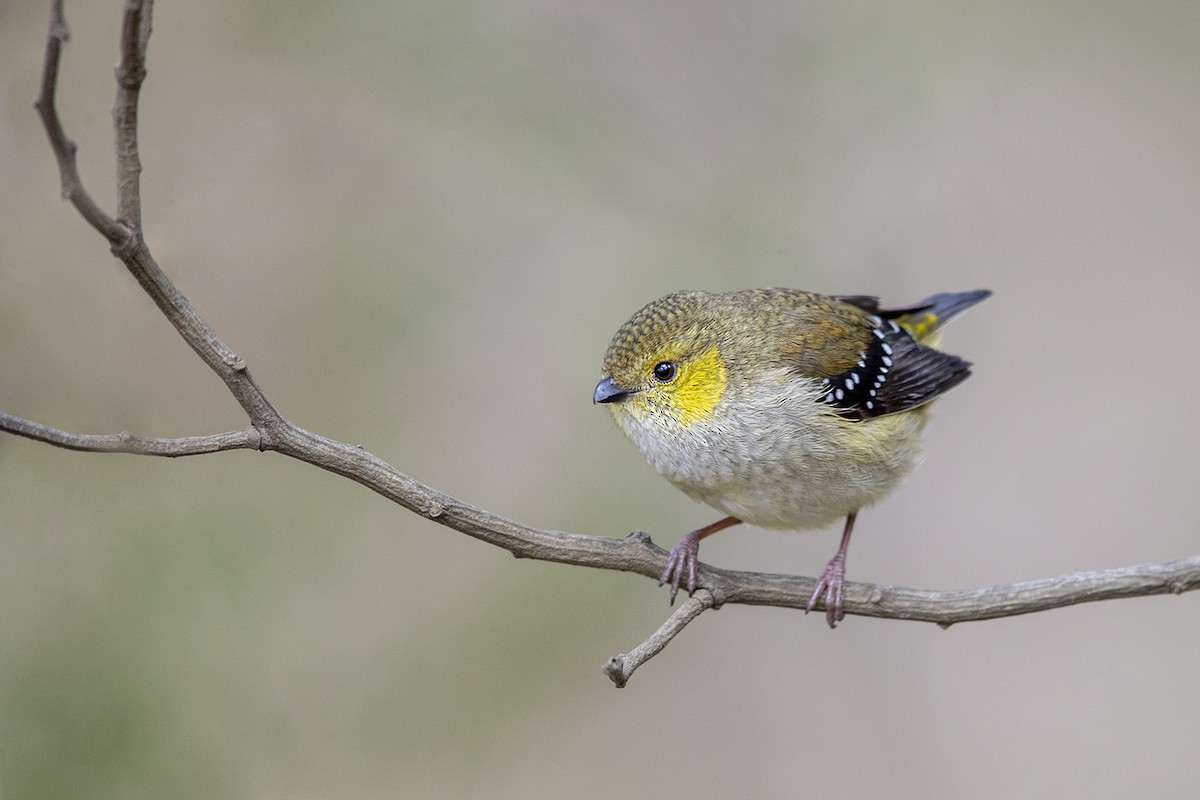 Forty-spotted Pardalote - ML191484981