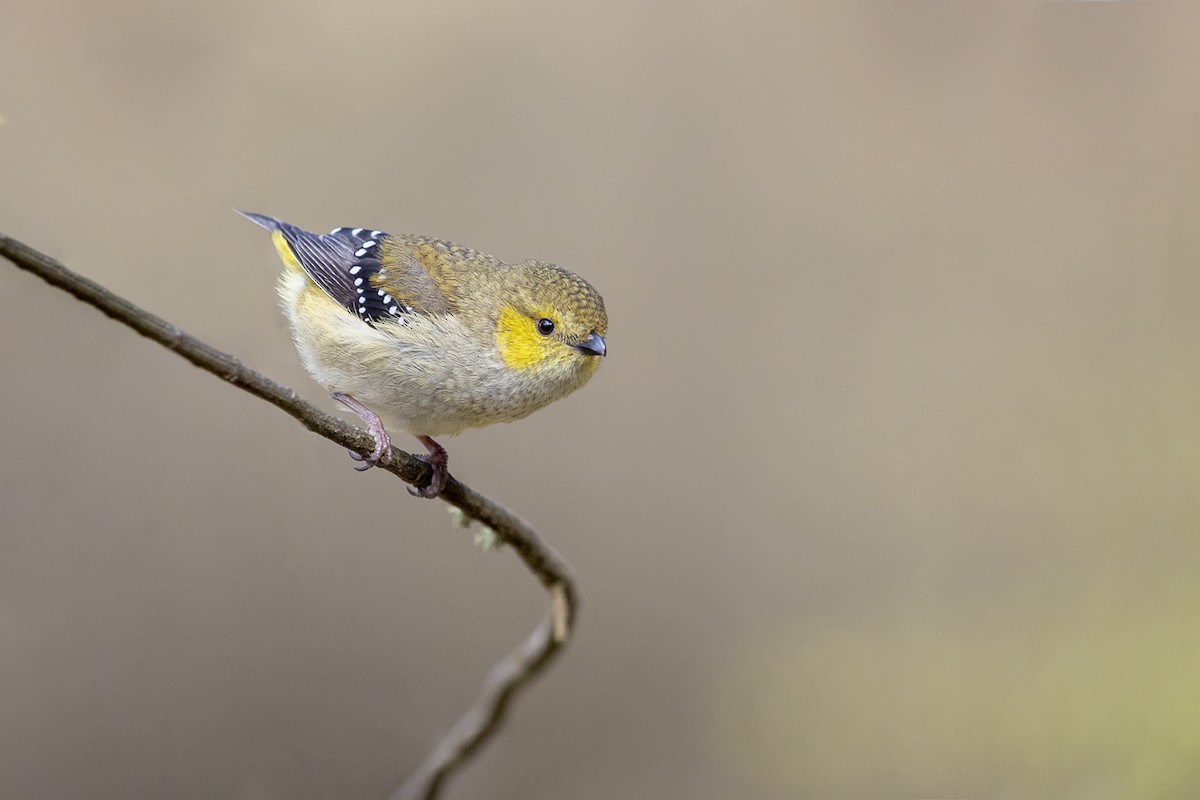 Forty-spotted Pardalote - Laurie Ross | Tracks Birding & Photography Tours