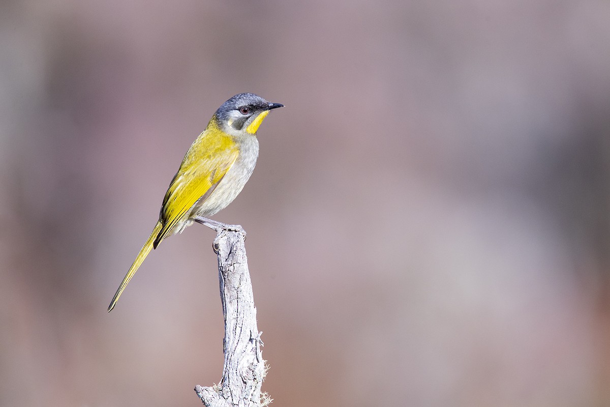 Yellow-throated Honeyeater - Laurie Ross | Tracks Birding & Photography Tours