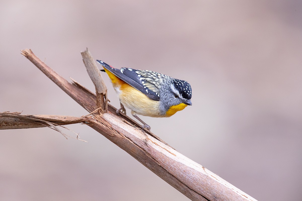 Spotted Pardalote (Spotted) - ML191485151