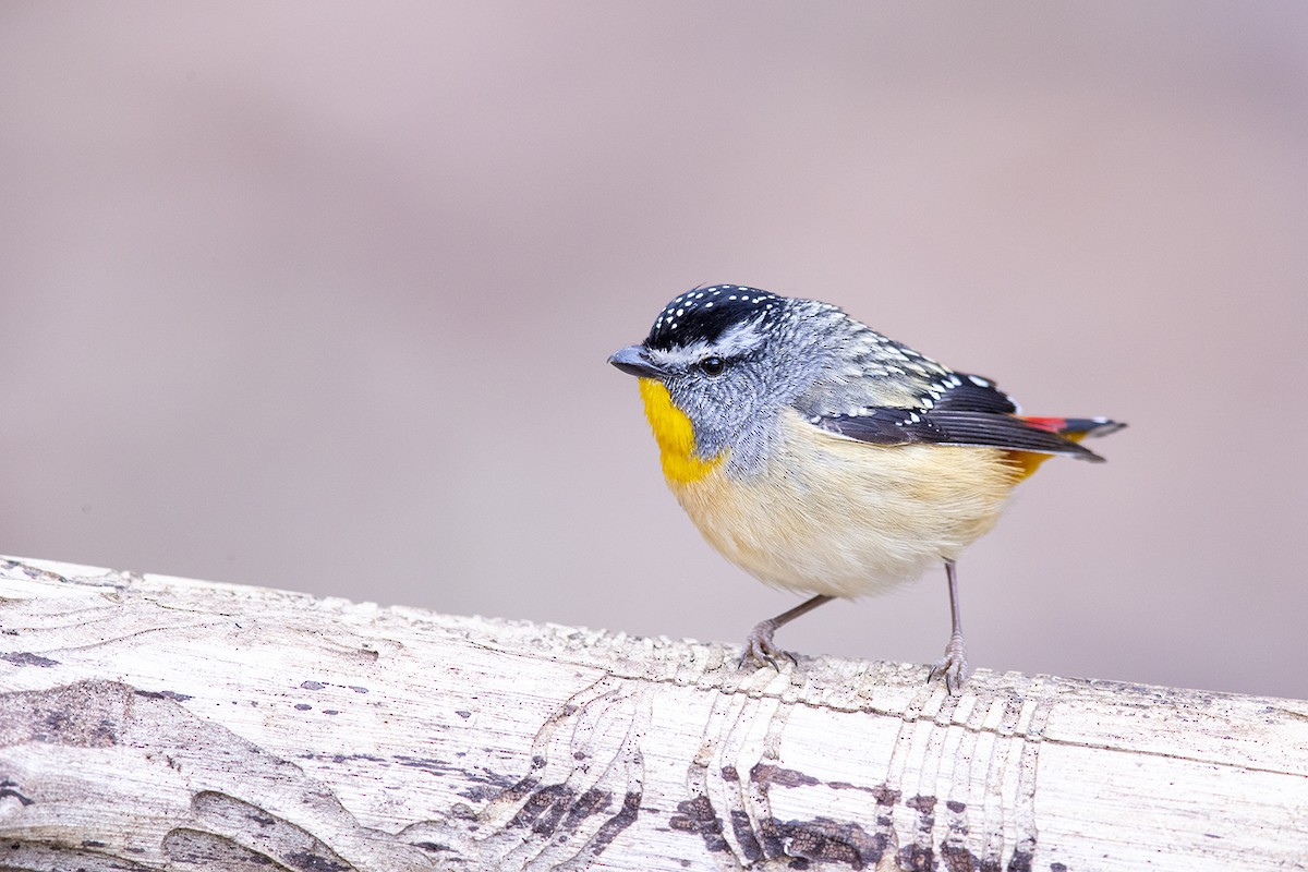Spotted Pardalote (Spotted) - Laurie Ross | Tracks Birding & Photography Tours