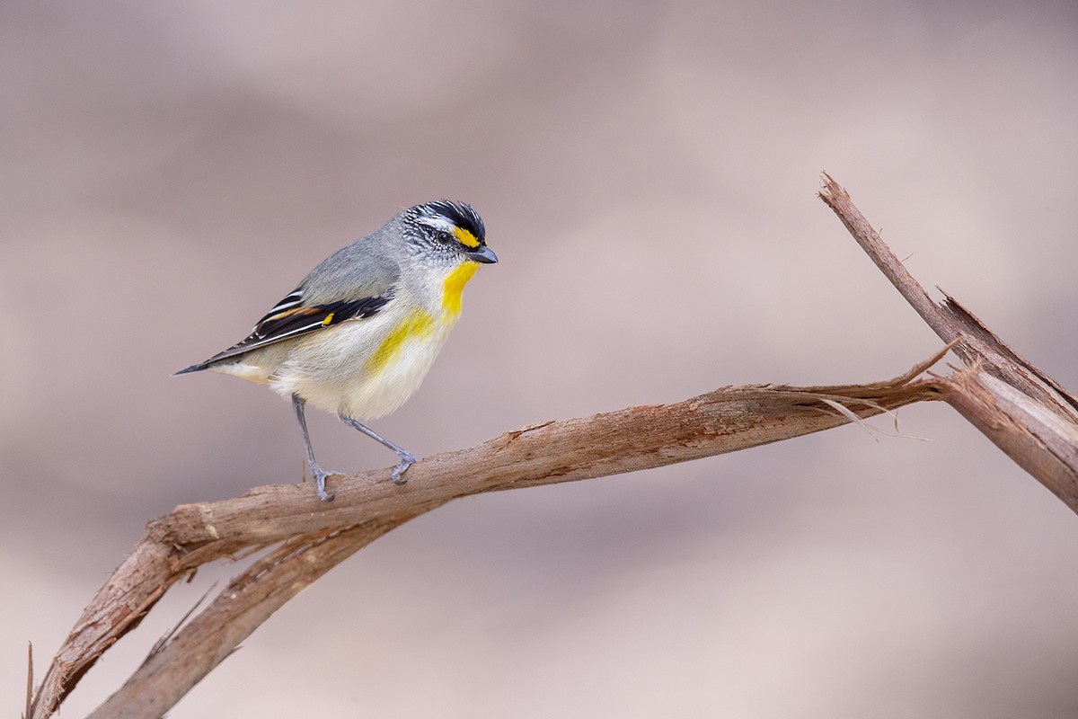 Striated Pardalote (Yellow-tipped) - Laurie Ross | Tracks Birding & Photography Tours