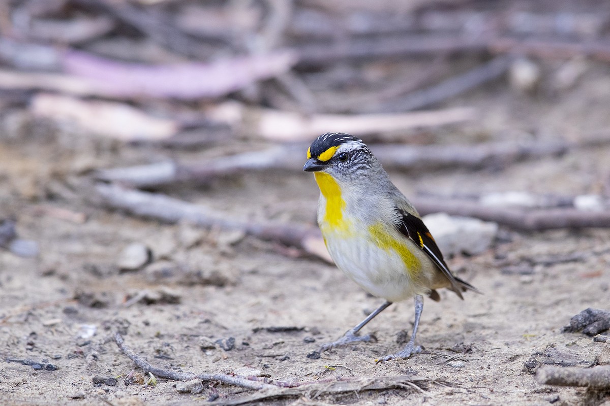 Striated Pardalote (Yellow-tipped) - ML191485191