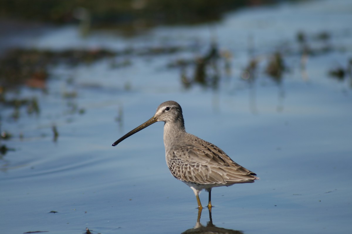 Long-billed Dowitcher - ML191485331