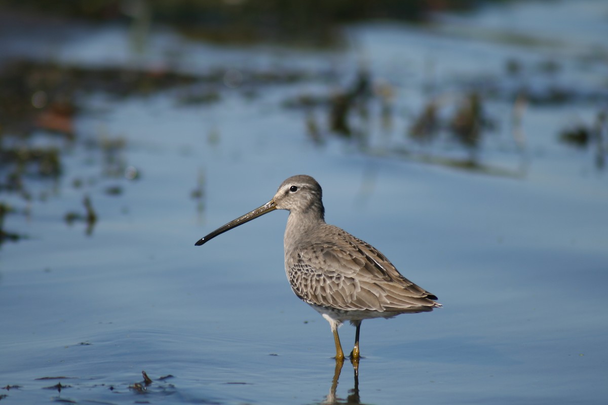 Long-billed Dowitcher - ML191485381
