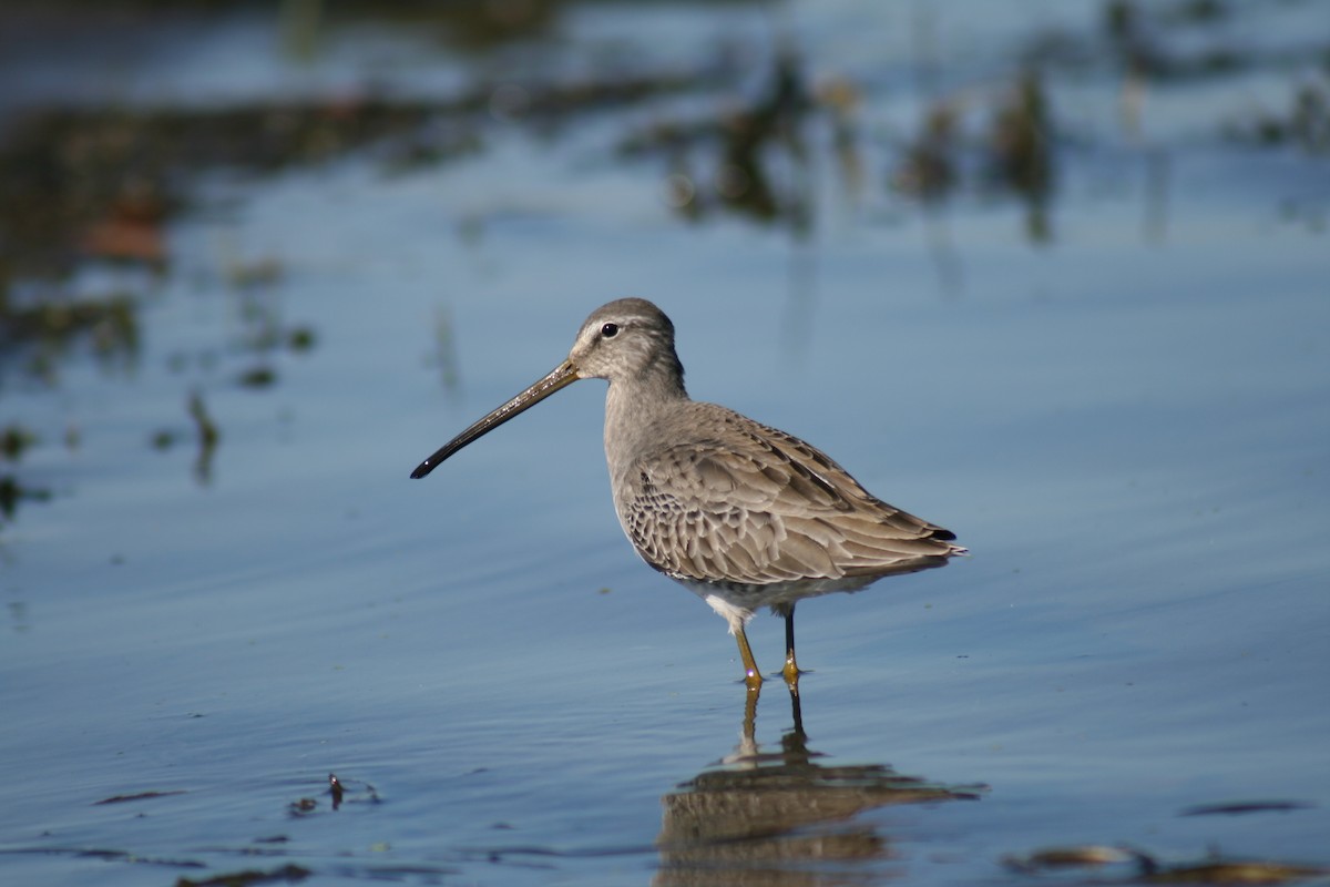 Long-billed Dowitcher - ML191485411