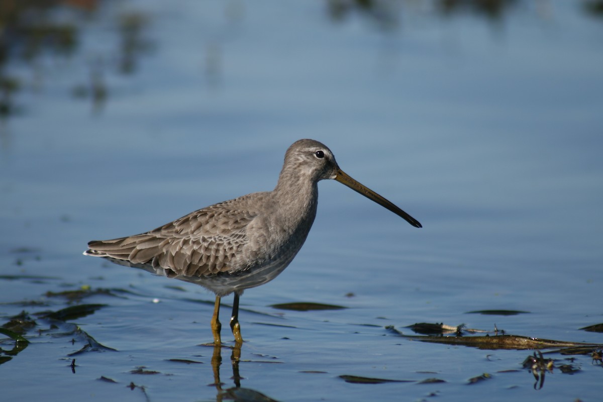 Long-billed Dowitcher - ML191485451