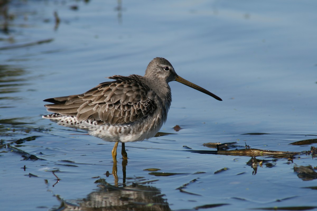 Long-billed Dowitcher - ML191485471