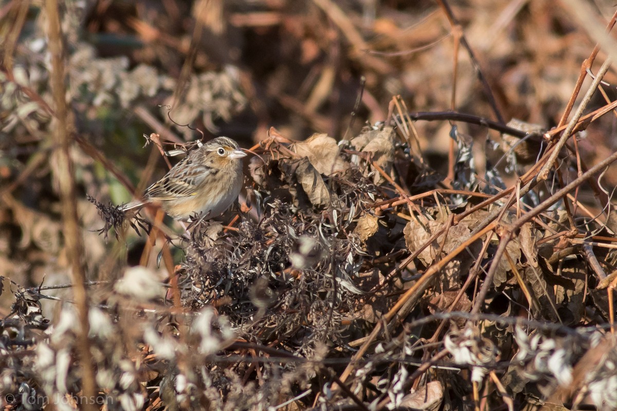 Grasshopper Sparrow - ML191486231