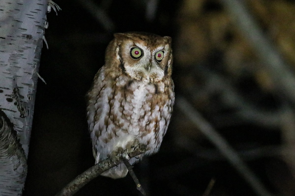 Eastern Screech-Owl (Northern) - ML191487301