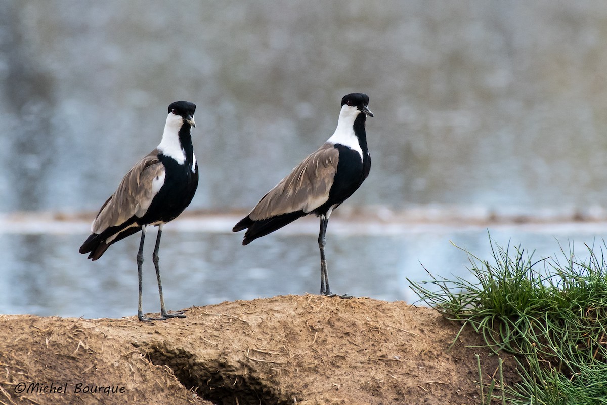 Spur-winged Lapwing - Michel Bourque